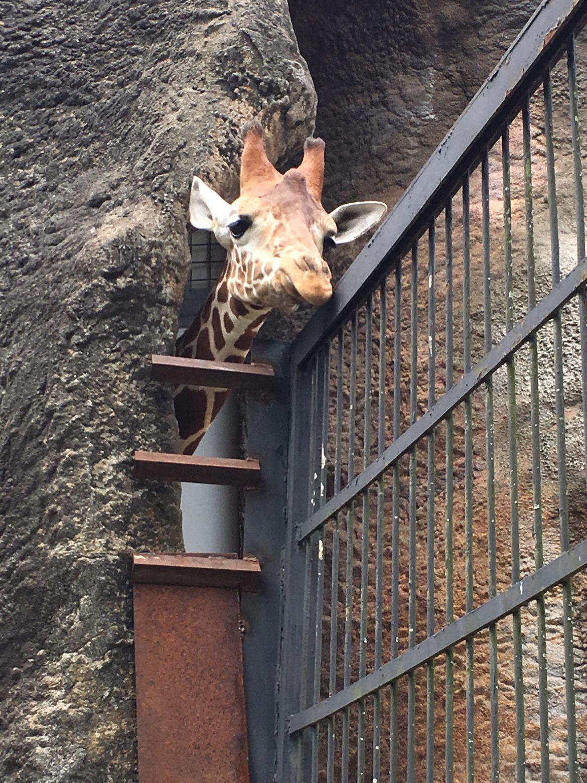 Jackson Zoo Board Votes to Move Zoo Out of West Jackson JFP Blogs